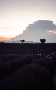 Preview wallpaper field, lavender, flowers, evening, dusk