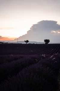 Preview wallpaper field, lavender, flowers, evening, dusk