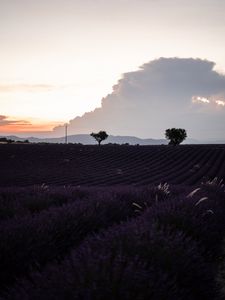 Preview wallpaper field, lavender, flowers, evening, dusk