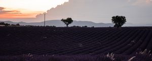 Preview wallpaper field, lavender, flowers, evening, dusk