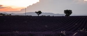 Preview wallpaper field, lavender, flowers, evening, dusk