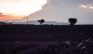 Preview wallpaper field, lavender, flowers, evening, dusk