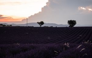 Preview wallpaper field, lavender, flowers, evening, dusk