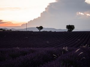 Preview wallpaper field, lavender, flowers, evening, dusk