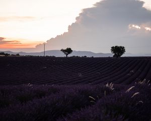 Preview wallpaper field, lavender, flowers, evening, dusk