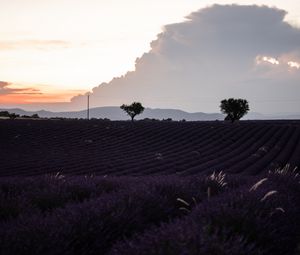 Preview wallpaper field, lavender, flowers, evening, dusk