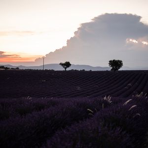 Preview wallpaper field, lavender, flowers, evening, dusk