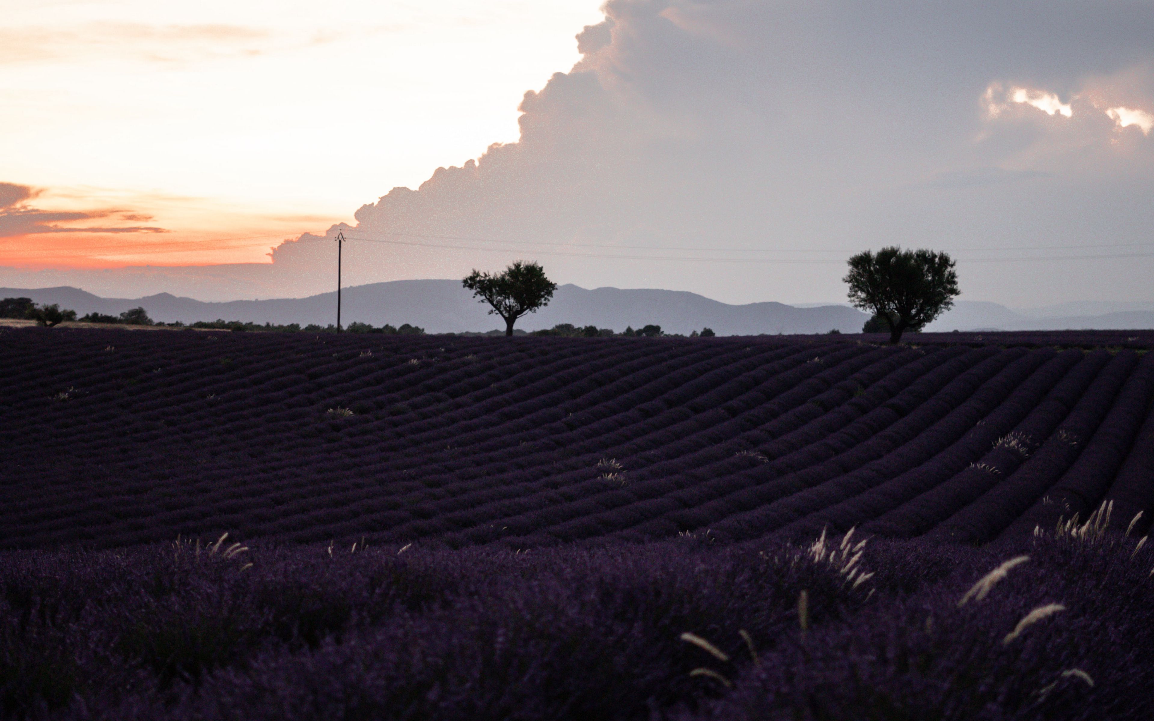 Download wallpaper 3840x2400 field, lavender, flowers, evening, dusk 4k