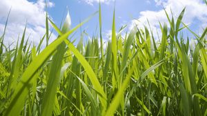 Preview wallpaper field, leaves, sky, green, blue