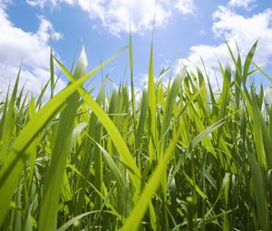 Preview wallpaper field, leaves, sky, green, blue