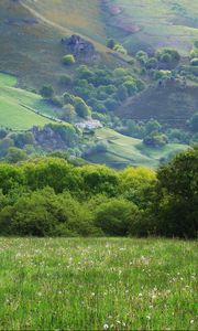 Preview wallpaper field, meadow, grass, trees