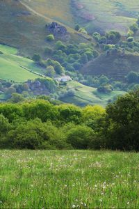 Preview wallpaper field, meadow, grass, trees