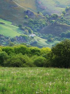 Preview wallpaper field, meadow, grass, trees