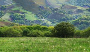 Preview wallpaper field, meadow, grass, trees