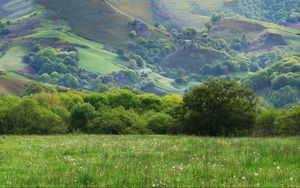 Preview wallpaper field, meadow, grass, trees