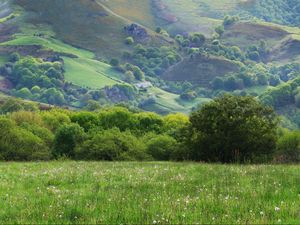 Preview wallpaper field, meadow, grass, trees