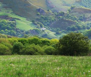 Preview wallpaper field, meadow, grass, trees