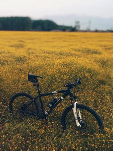 Preview wallpaper field, meadow, grass, bicycle, flowers