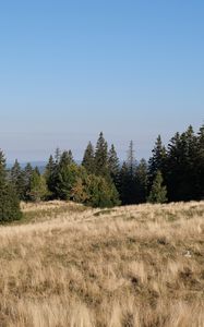 Preview wallpaper field, meadow, grass, trees, landscape, nature