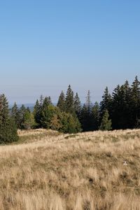 Preview wallpaper field, meadow, grass, trees, landscape, nature