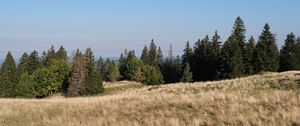 Preview wallpaper field, meadow, grass, trees, landscape, nature