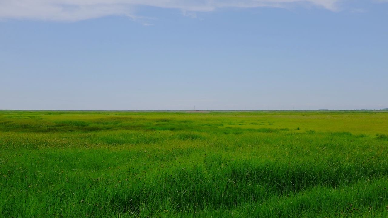 Wallpaper field, meadow, grass, horizon, landscape