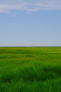 Preview wallpaper field, meadow, grass, horizon, landscape