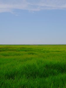 Preview wallpaper field, meadow, grass, horizon, landscape