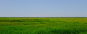 Preview wallpaper field, meadow, grass, horizon, landscape