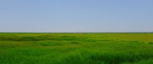 Preview wallpaper field, meadow, grass, horizon, landscape