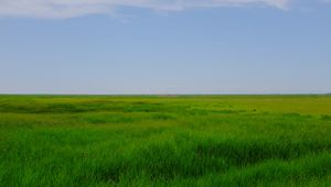 Preview wallpaper field, meadow, grass, horizon, landscape