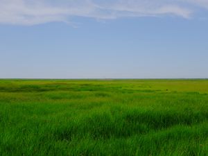 Preview wallpaper field, meadow, grass, horizon, landscape