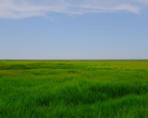 Preview wallpaper field, meadow, grass, horizon, landscape