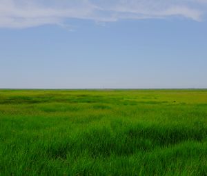 Preview wallpaper field, meadow, grass, horizon, landscape