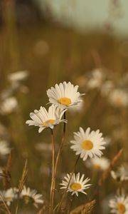 Preview wallpaper field, meadow, grass, summer, flowers, heat, color, daisies