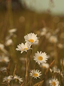 Preview wallpaper field, meadow, grass, summer, flowers, heat, color, daisies