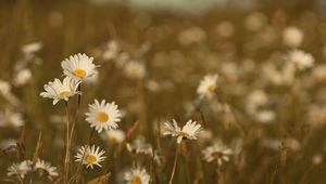 Preview wallpaper field, meadow, grass, summer, flowers, heat, color, daisies