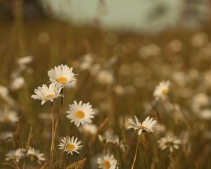 Preview wallpaper field, meadow, grass, summer, flowers, heat, color, daisies