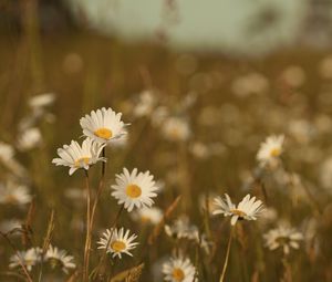 Preview wallpaper field, meadow, grass, summer, flowers, heat, color, daisies