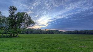 Preview wallpaper field, meadow, greens, grass, sky, clouds, air, tree, evening