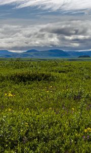 Preview wallpaper field, mountains, hills, flowers, wildflowers