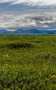 Preview wallpaper field, mountains, hills, flowers, wildflowers