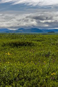 Preview wallpaper field, mountains, hills, flowers, wildflowers