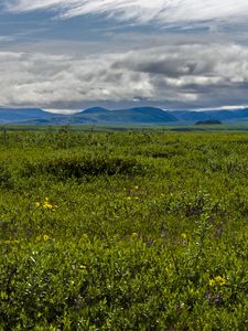 Preview wallpaper field, mountains, hills, flowers, wildflowers