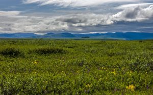 Preview wallpaper field, mountains, hills, flowers, wildflowers