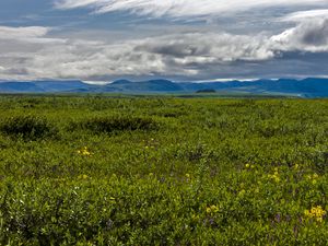 Preview wallpaper field, mountains, hills, flowers, wildflowers