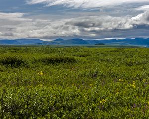 Preview wallpaper field, mountains, hills, flowers, wildflowers