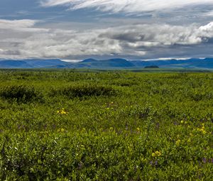 Preview wallpaper field, mountains, hills, flowers, wildflowers