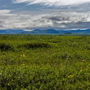 Preview wallpaper field, mountains, hills, flowers, wildflowers