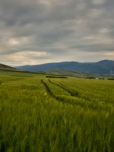 Preview wallpaper field, mountains, hills, landscape